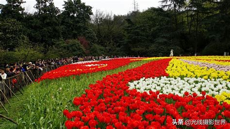 重慶看花去哪裏好耍？多種精彩選擇盡情推荐