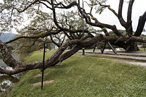 太平公園怎麼樣，公園裡的樹木種植有沒有考慮到季節變化的影響？